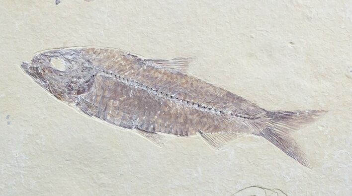 Very Nice / Inch Knightia Fossil Fish #2562